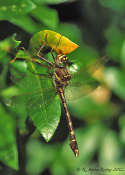 Didymops transversa, male